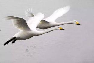 天鹅娱乐资讯吃瓜视频